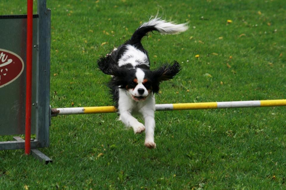 Cavalier king charles spaniel Martha billede 48