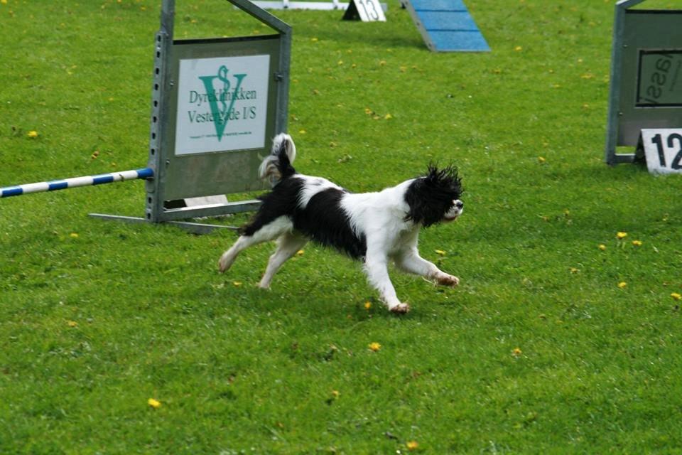Cavalier king charles spaniel Martha billede 46