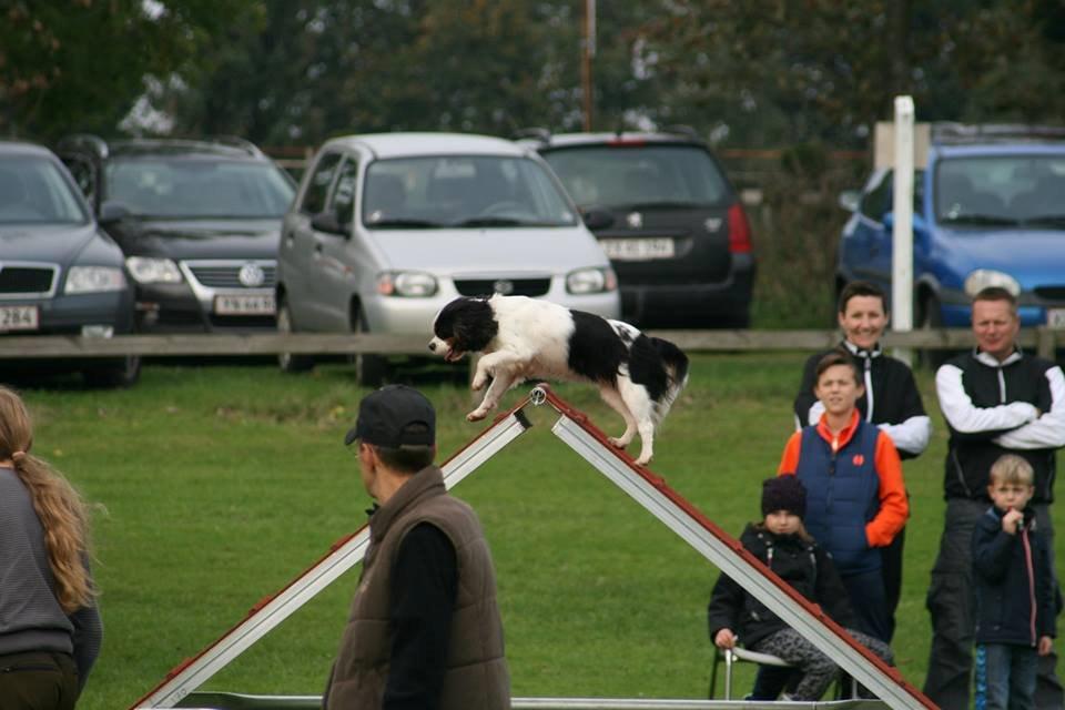 Cavalier king charles spaniel Martha billede 50