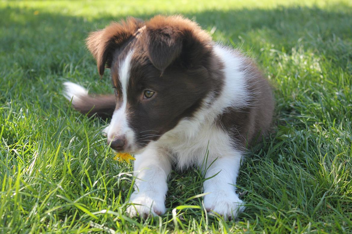 Border collie Pi billede 3