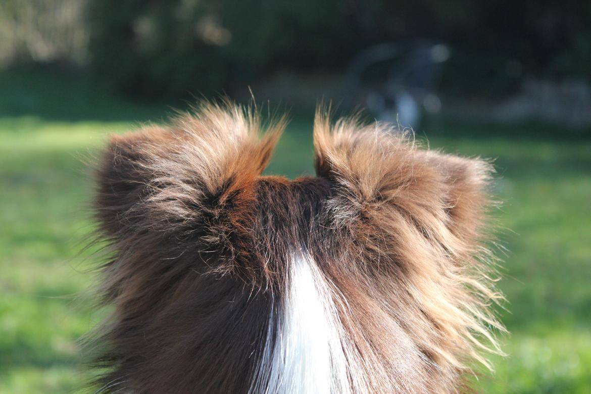Border collie Pi billede 4