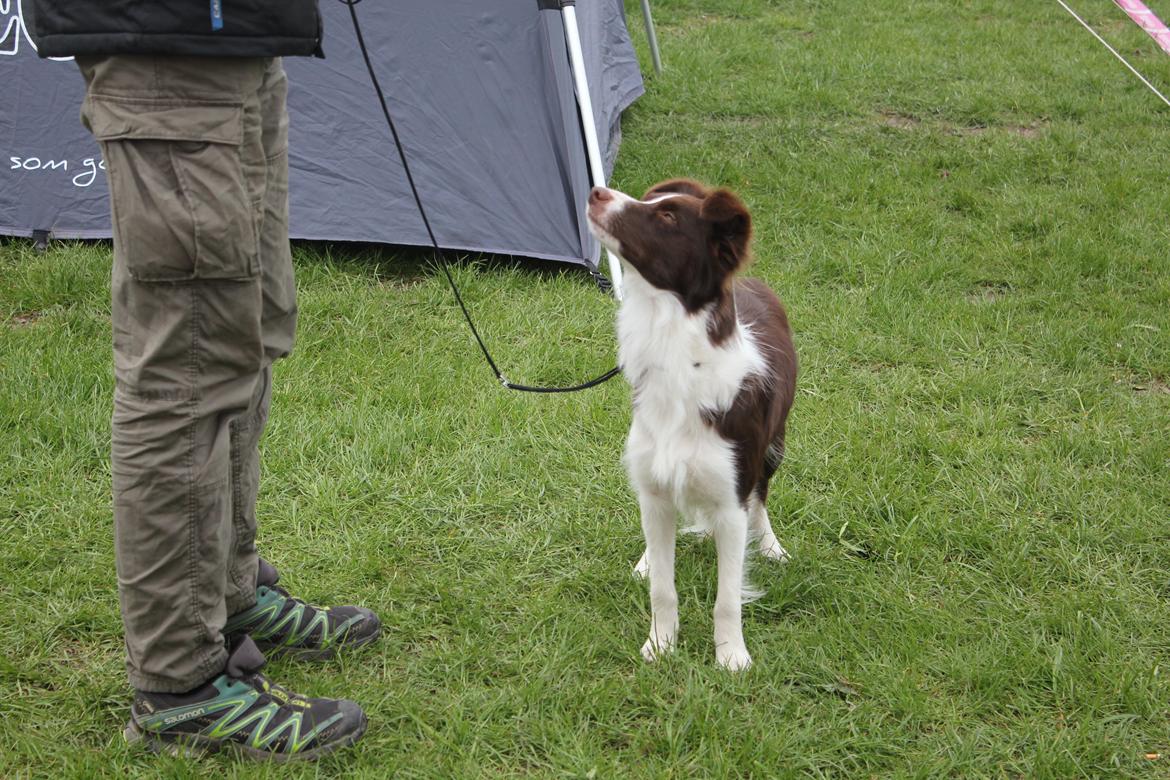 Border collie Pi billede 5
