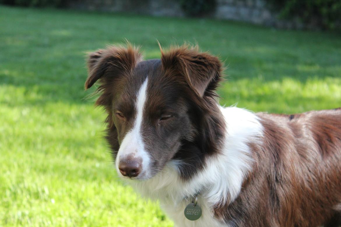 Border collie Pi billede 6
