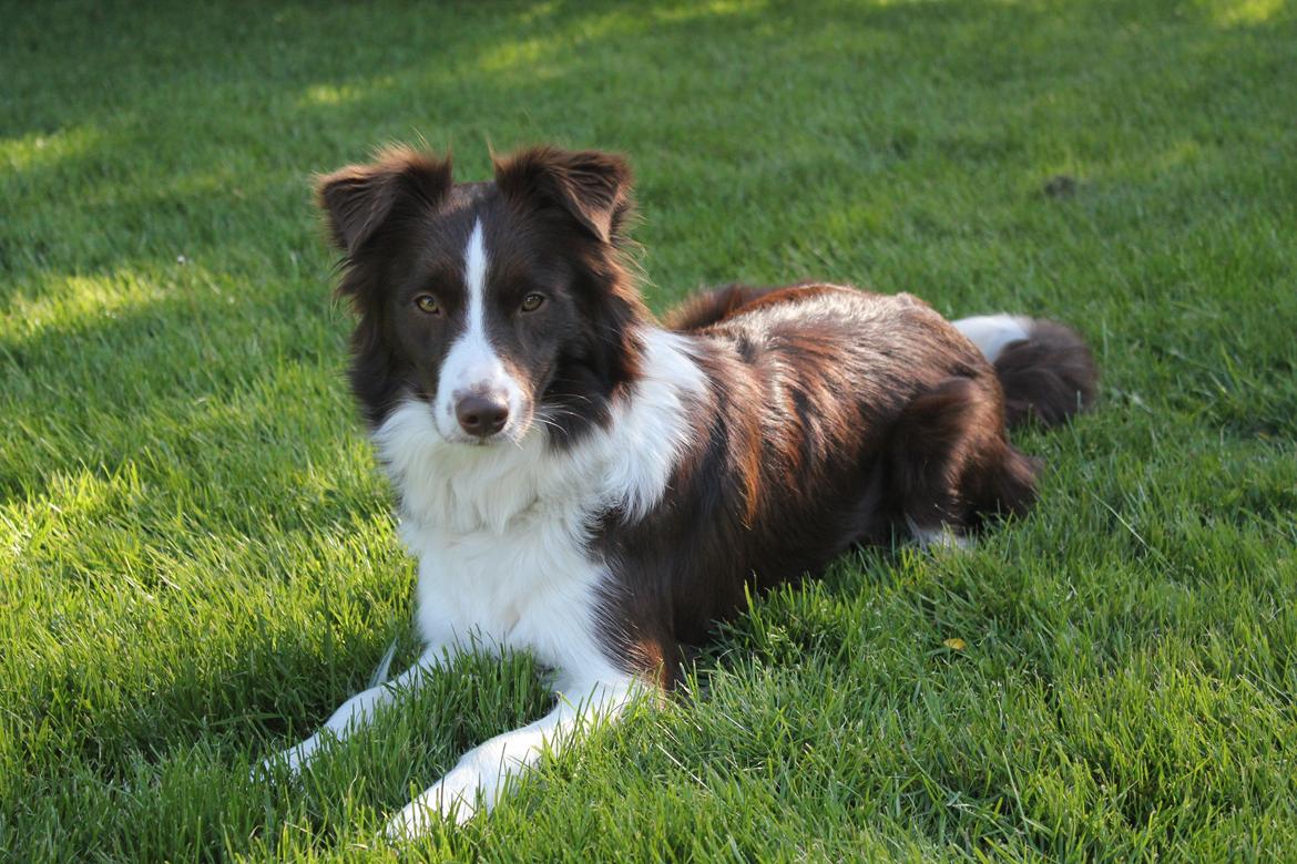 Border collie Pi billede 7
