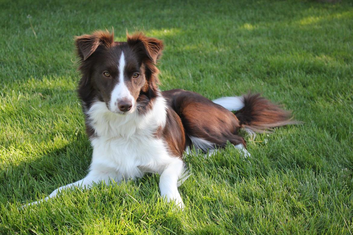 Border collie Pi billede 8