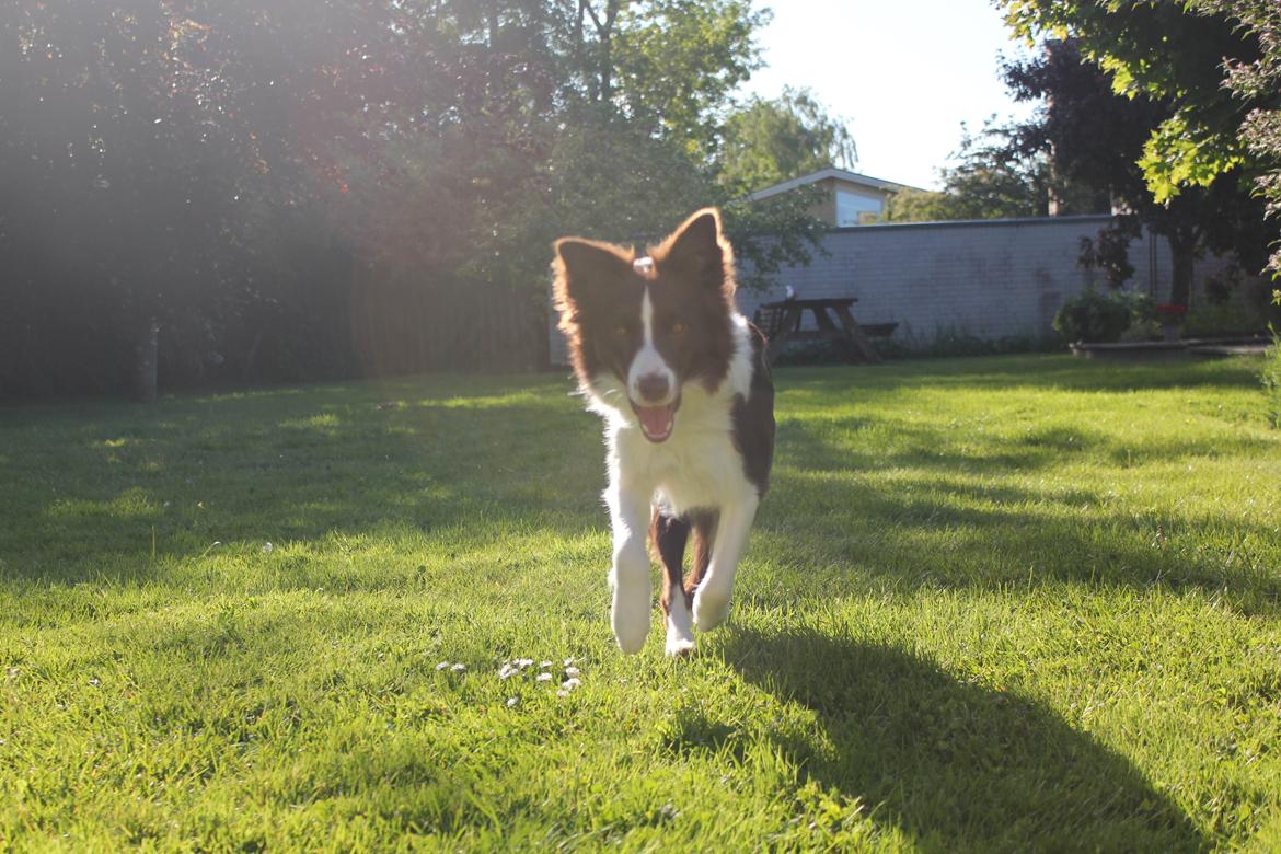 Border collie Pi billede 9