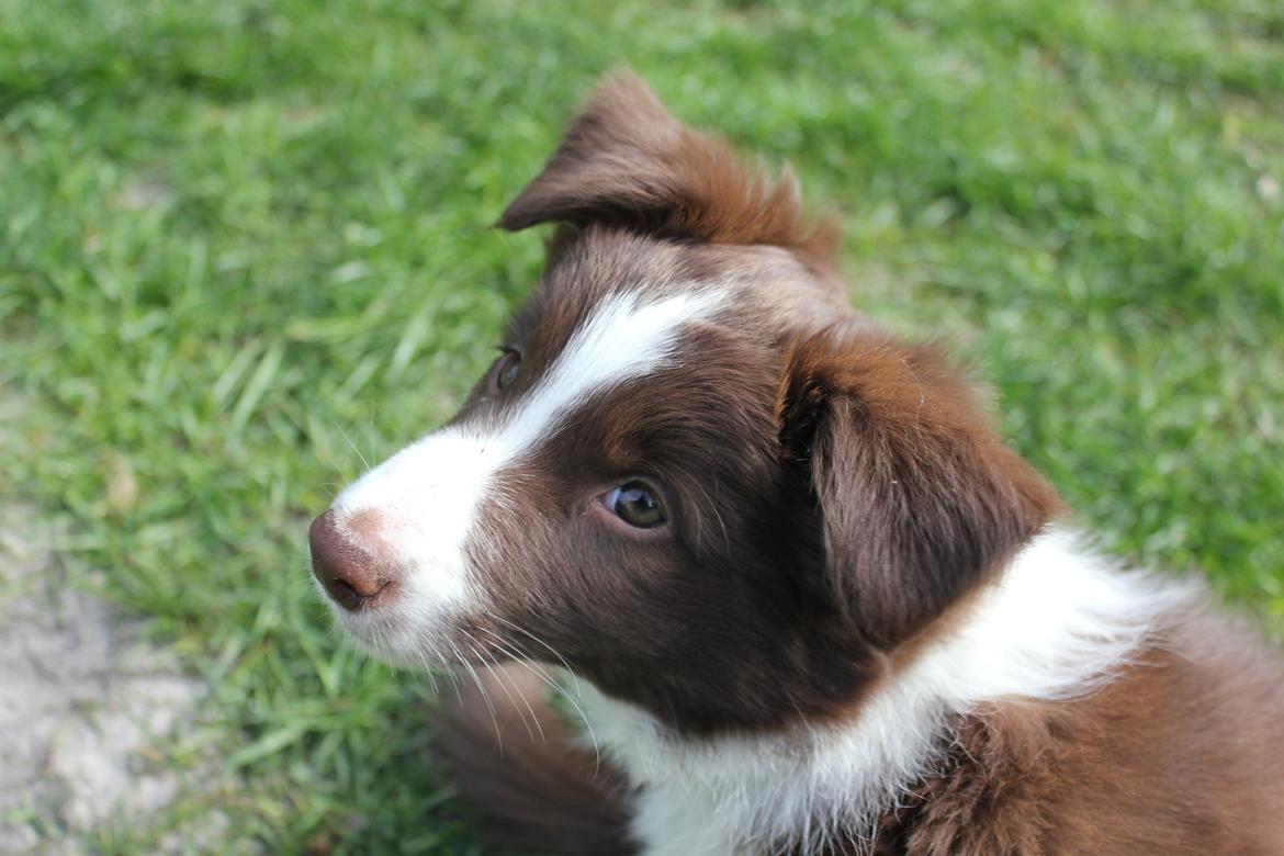 Border collie Pi billede 10