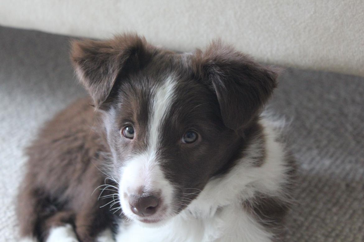 Border collie Pi billede 13