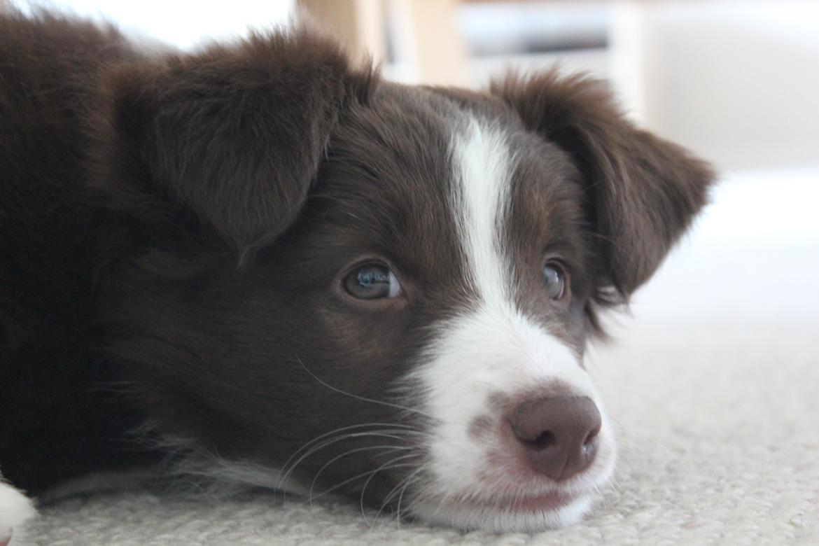 Border collie Pi billede 14