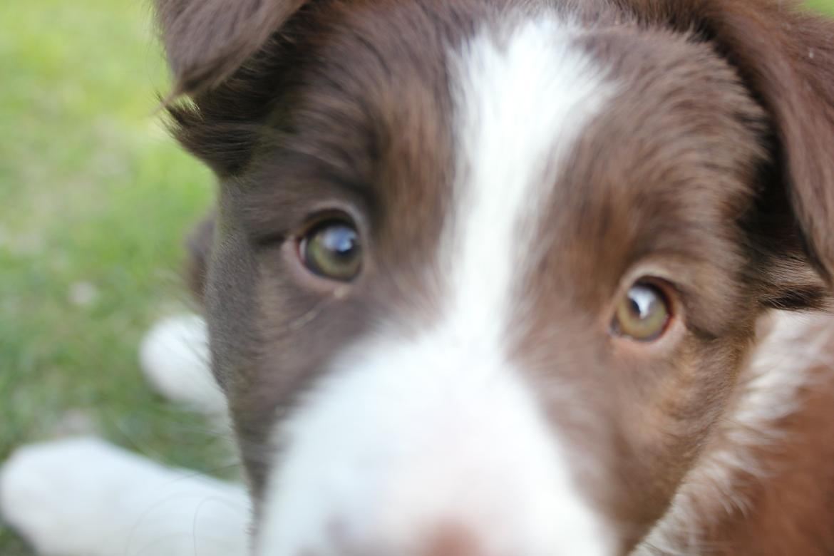 Border collie Pi billede 11