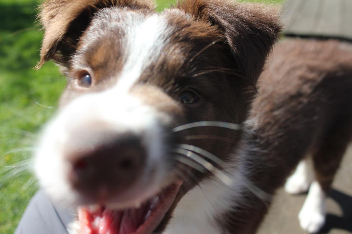 Border collie Pi billede 22