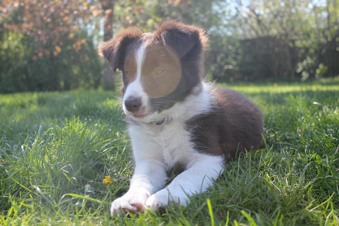 Border collie Pi billede 30