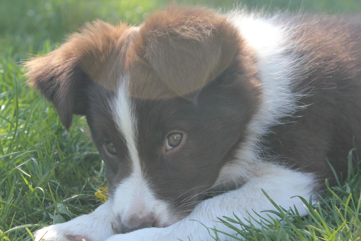 Border collie Pi billede 32