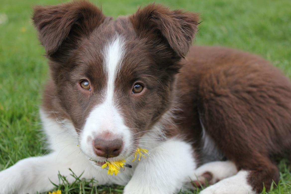 Border collie Pi billede 34