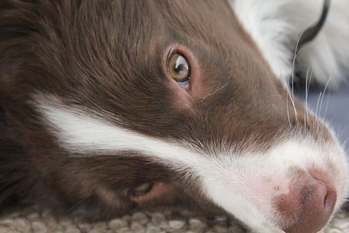 Border collie Pi billede 37