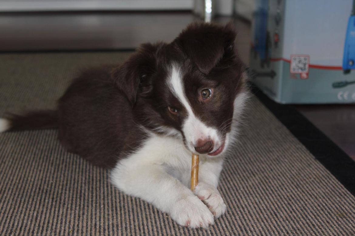Border collie Pi billede 17