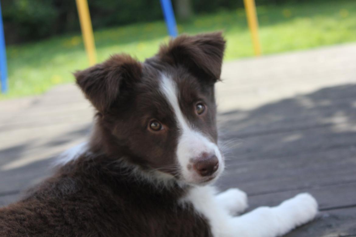 Border collie Pi billede 39