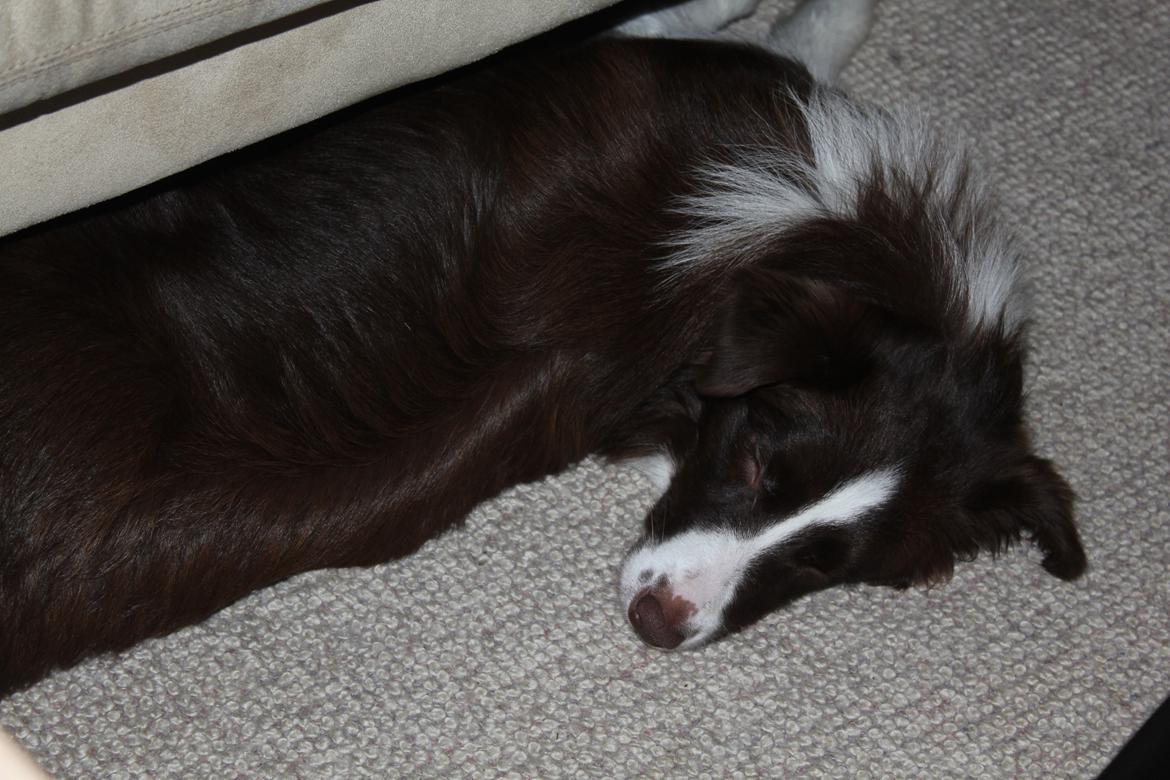 Border collie Pi billede 41