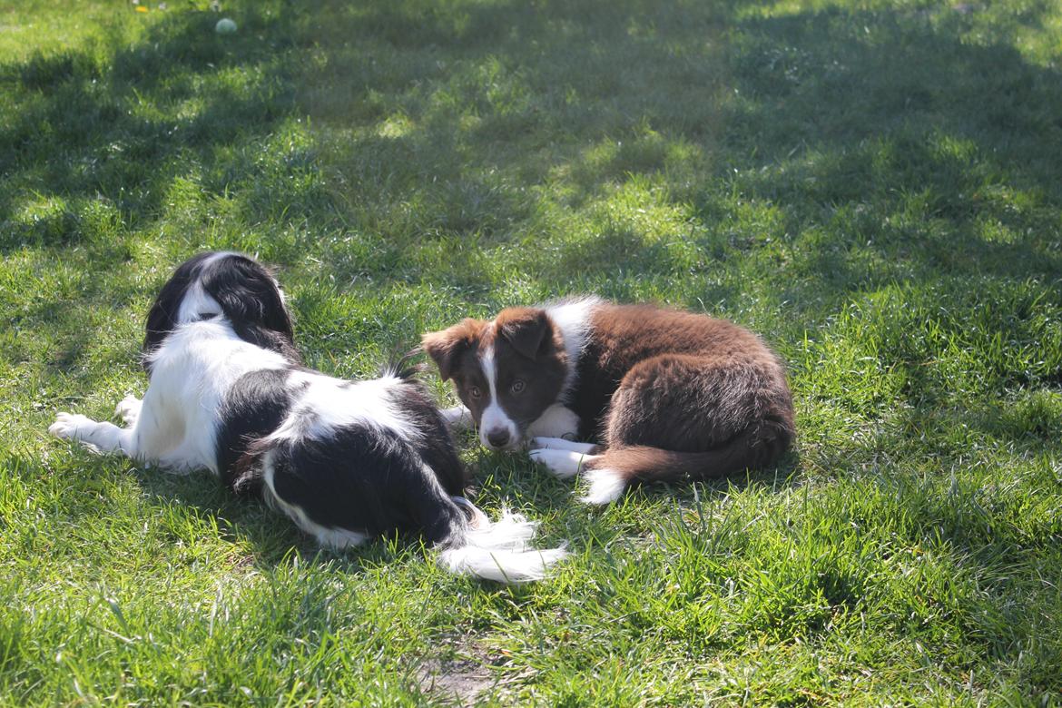 Border collie Pi billede 44