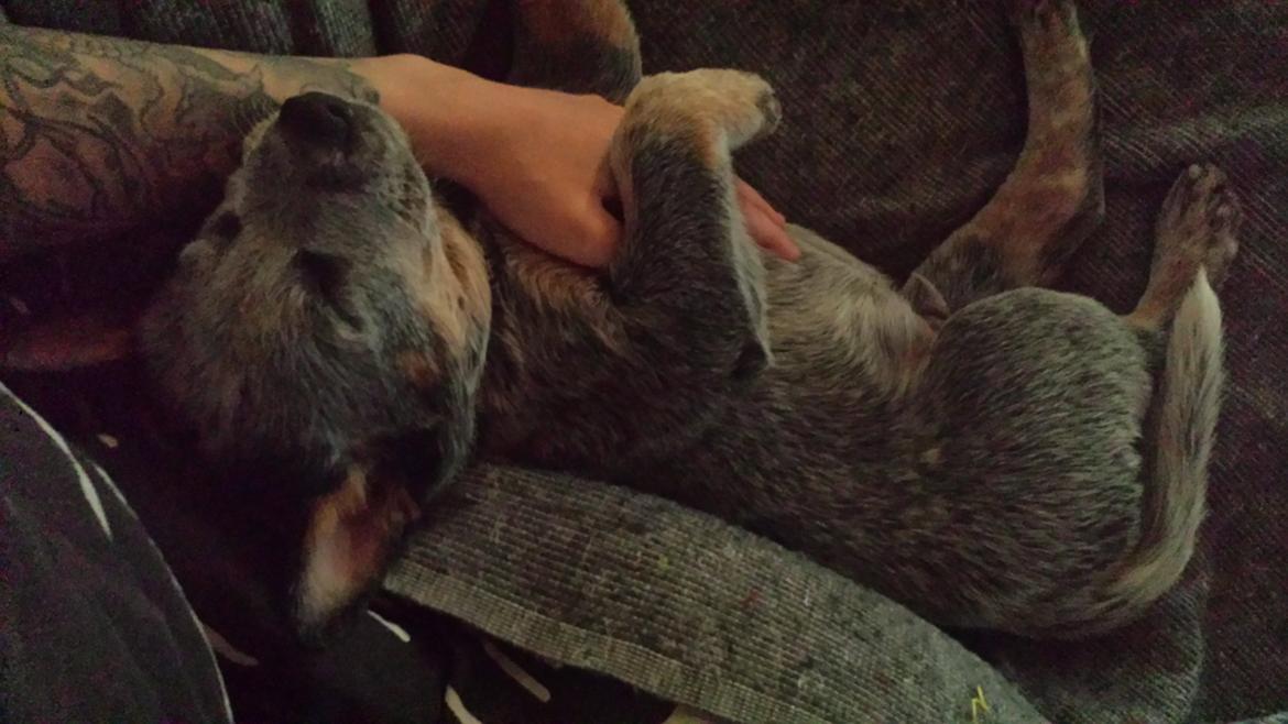 Australsk cattledog Tjalfe billede 4