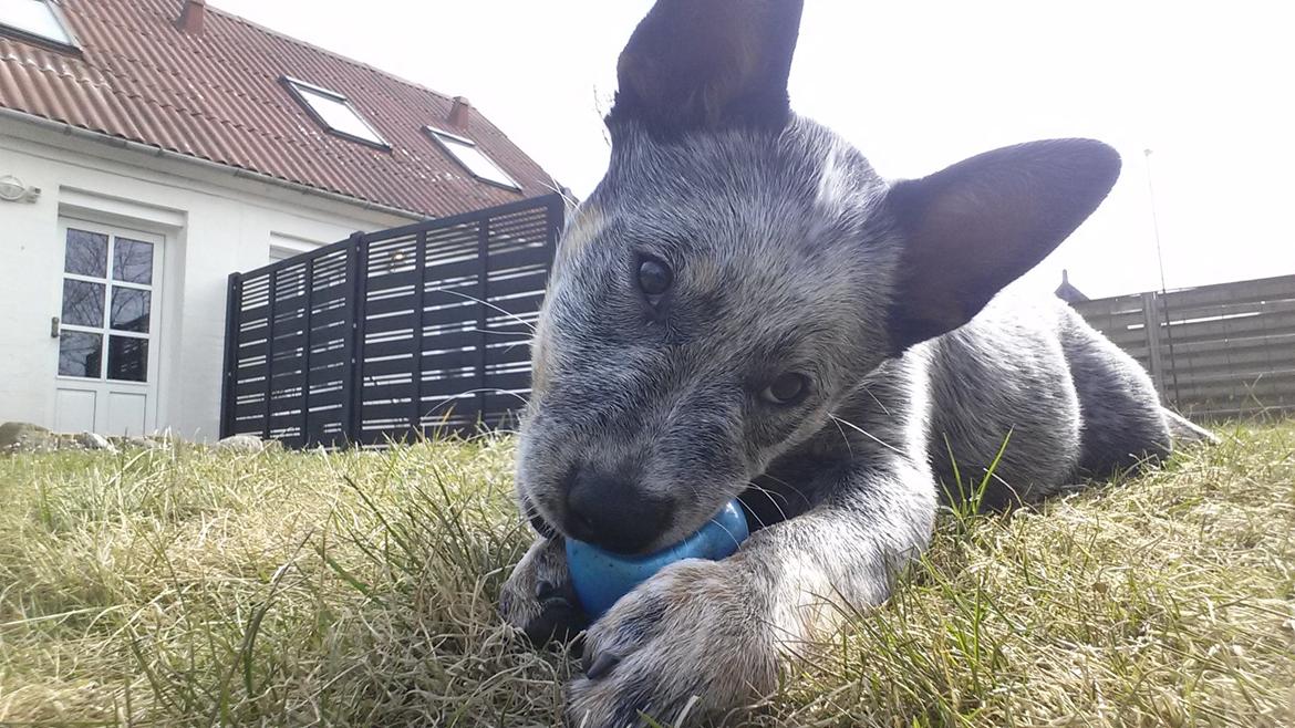 Australsk cattledog Tjalfe billede 14