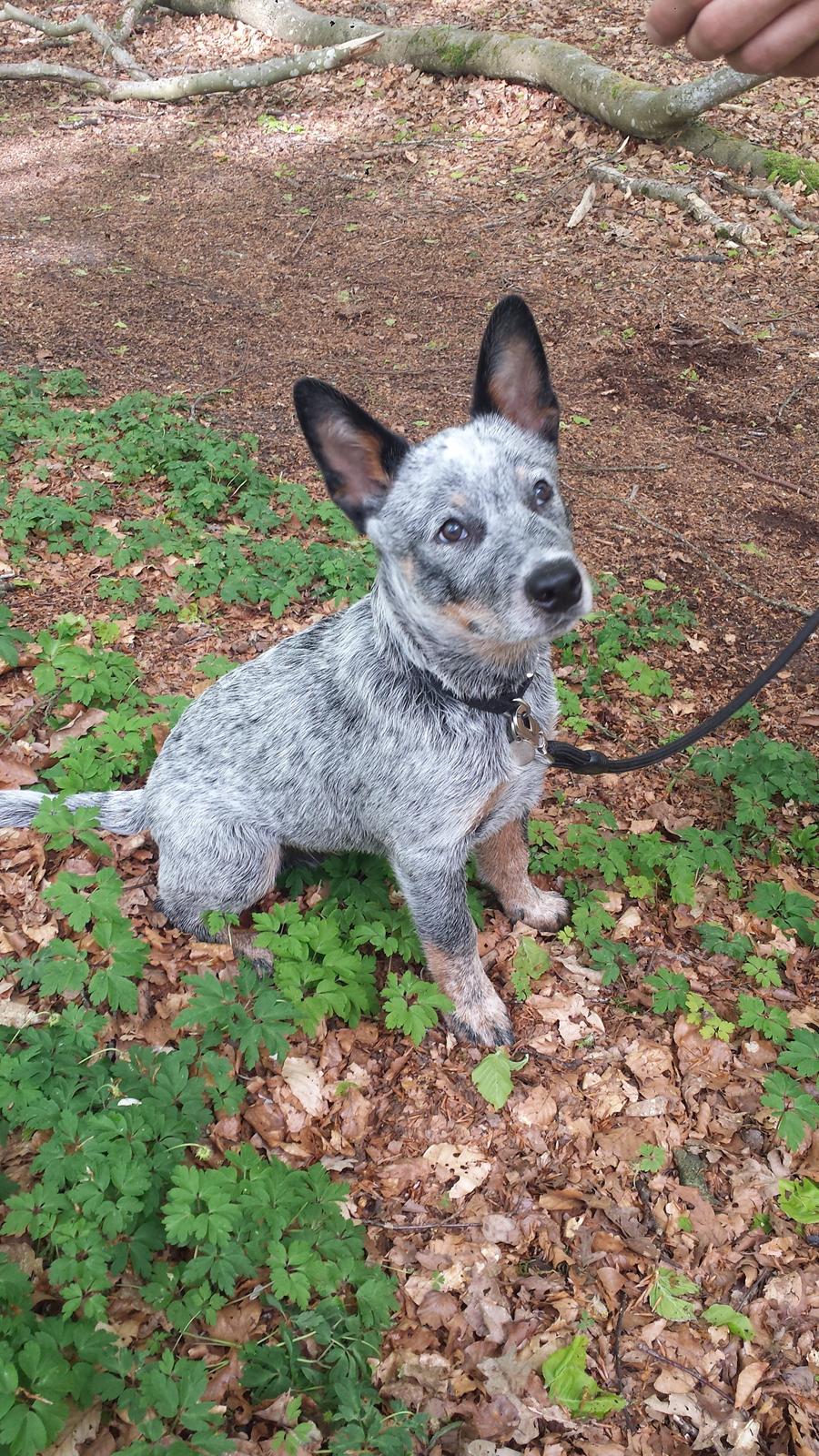 Australsk cattledog Tjalfe billede 19