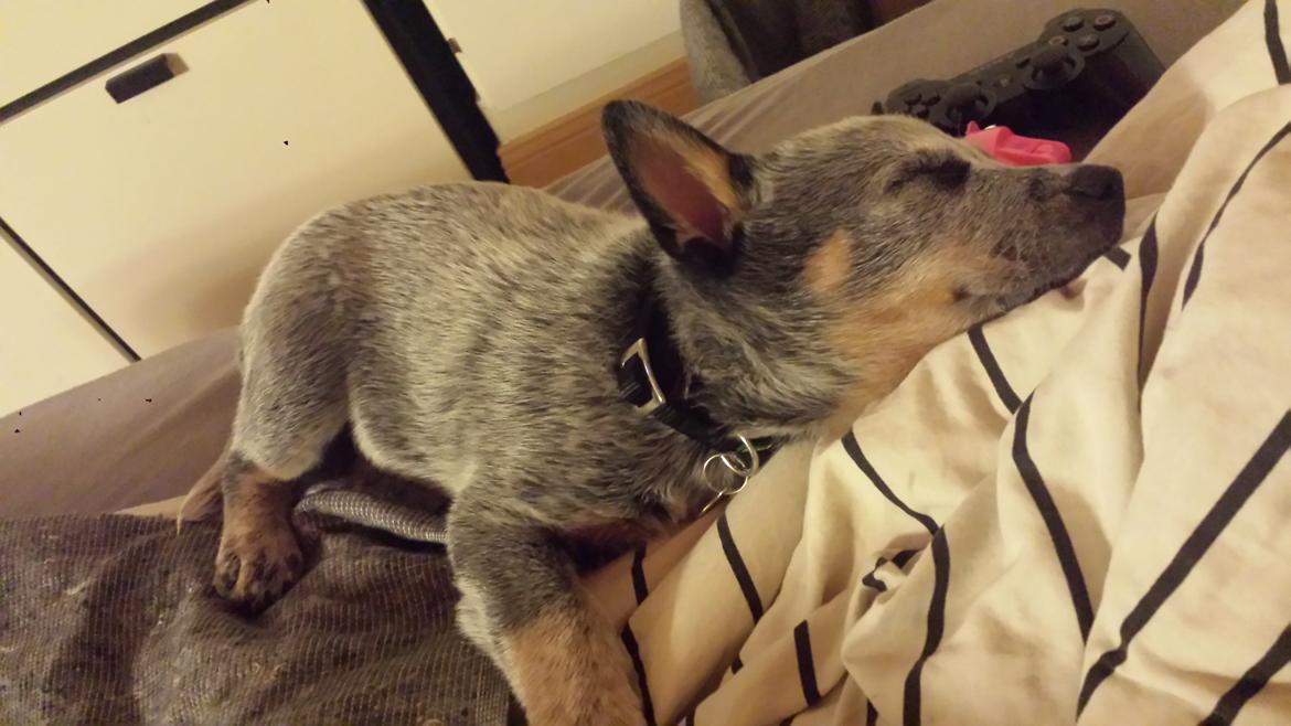 Australsk cattledog Tjalfe billede 3