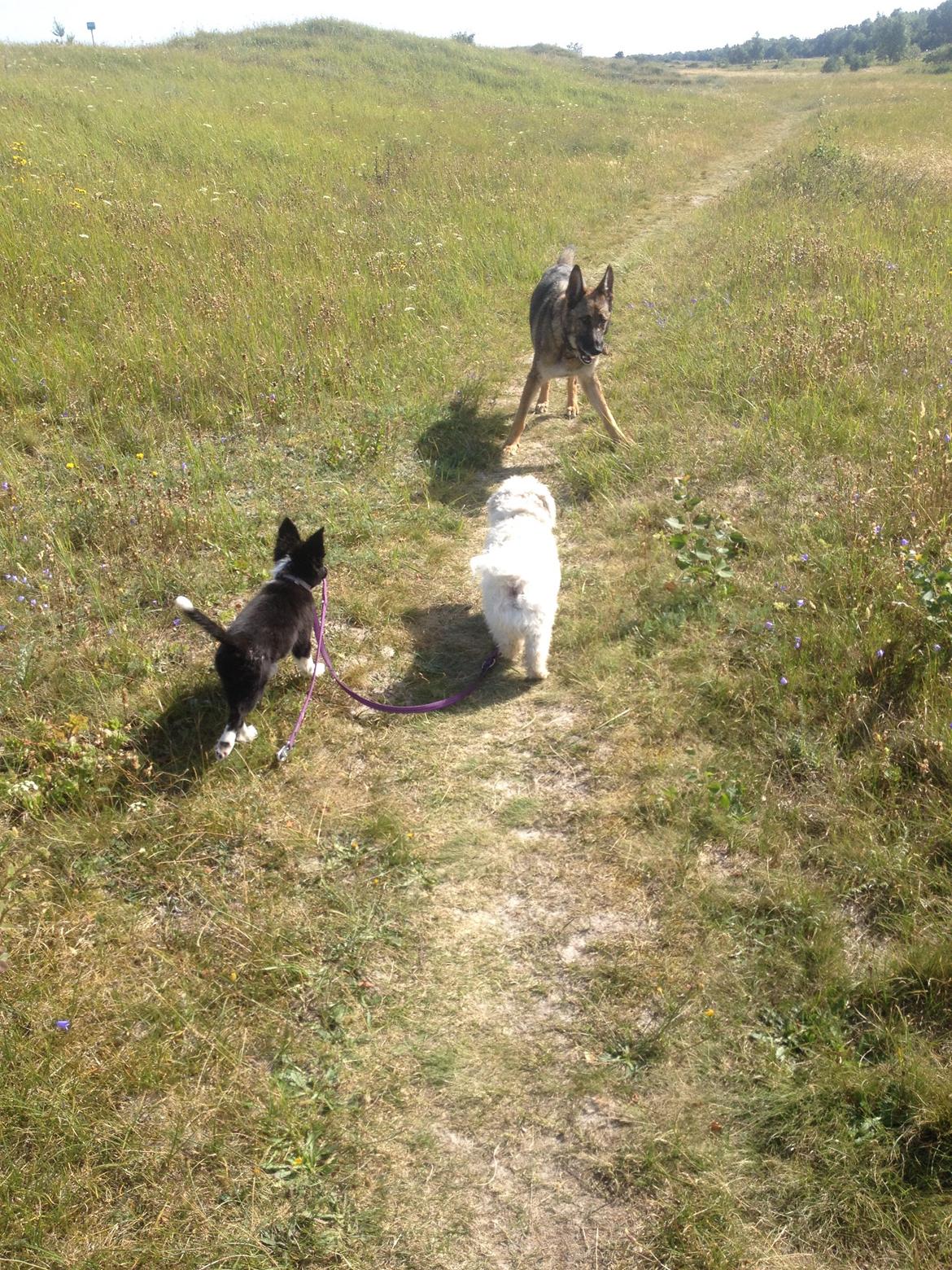 Border collie Zoey billede 14