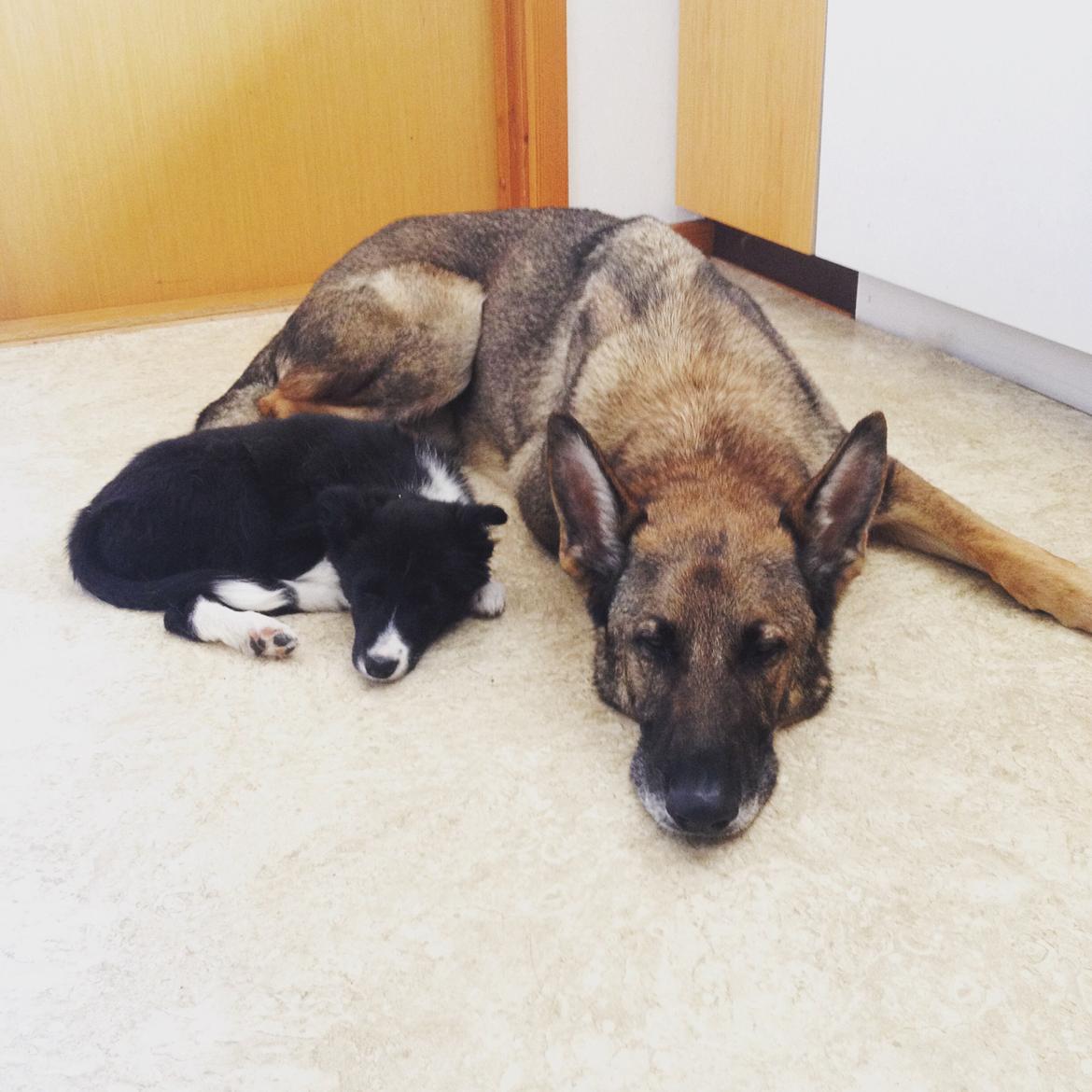 Border collie Zoey billede 11