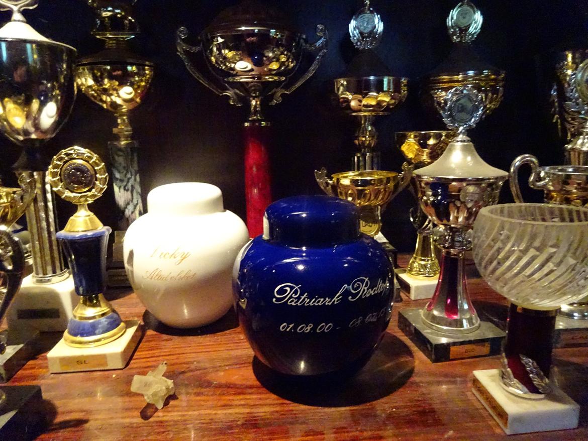 Pomeranian Topsys Rødtop billede 22