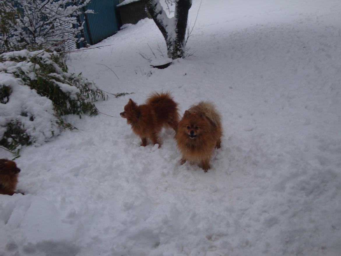 Pomeranian Topsys Rødtop billede 23