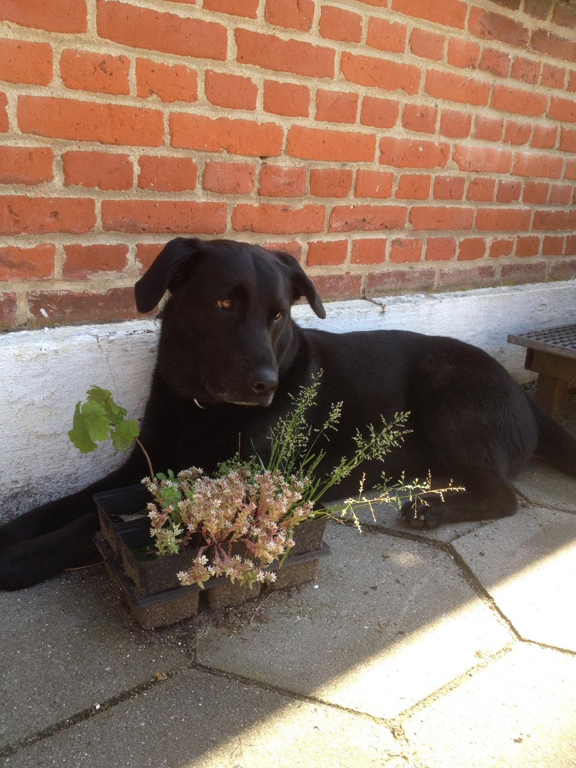 Blanding af racer Boss - Sommer 2015 billede 17