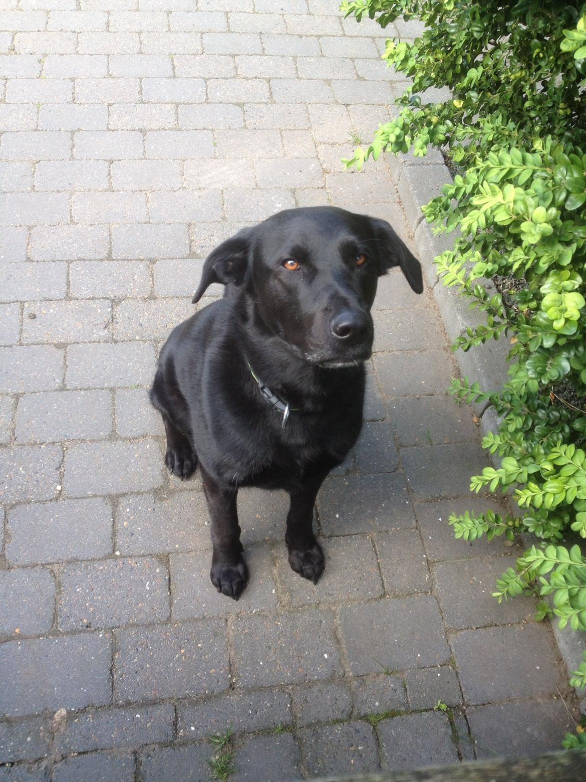 Blanding af racer Boss billede 16