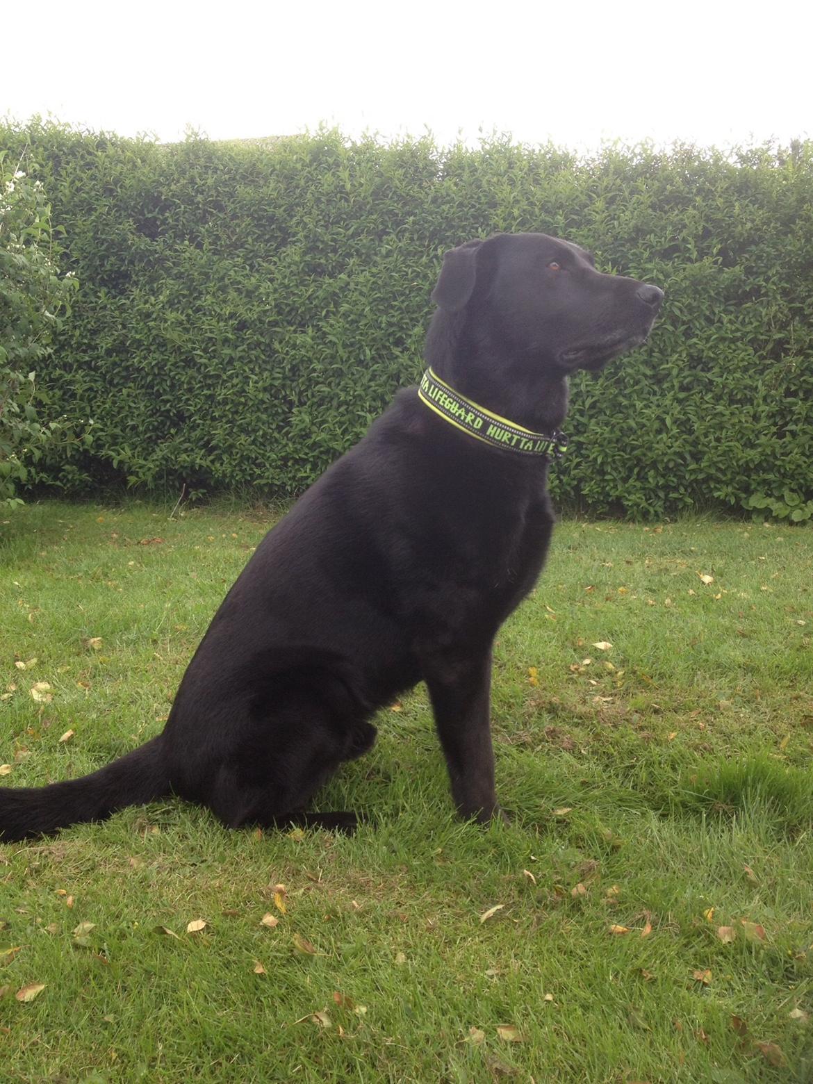 Blanding af racer Boss - Sommer 2015, 4 1/2 år billede 20