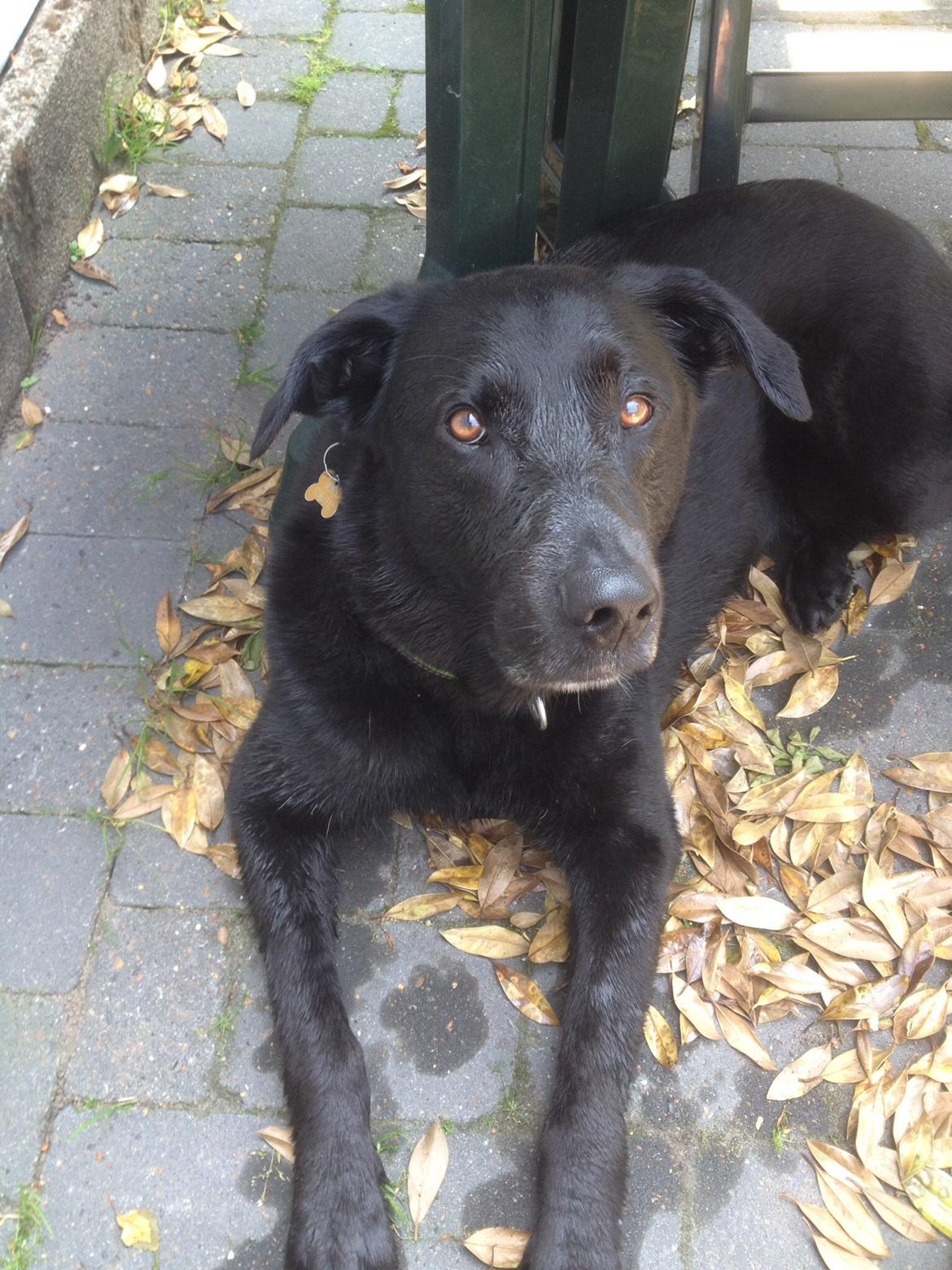 Blanding af racer Boss billede 21