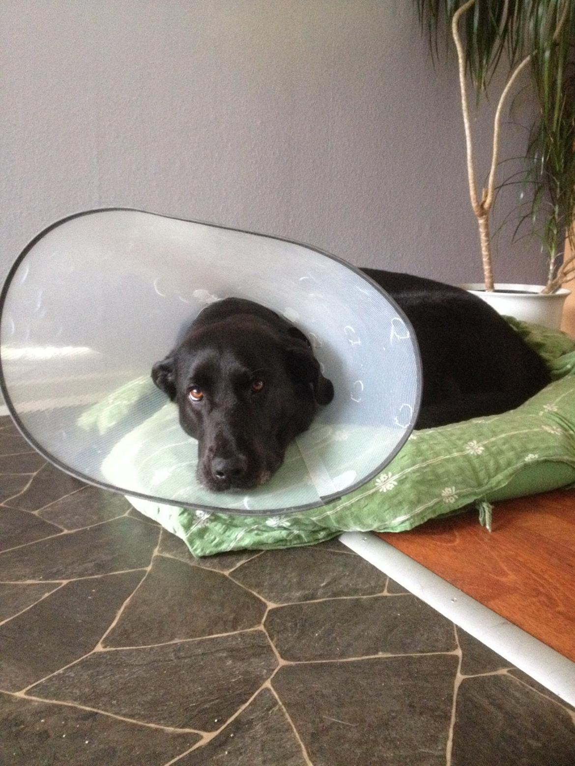 Blanding af racer Boss - Øv, senen skåret over. Juli 2015 billede 23