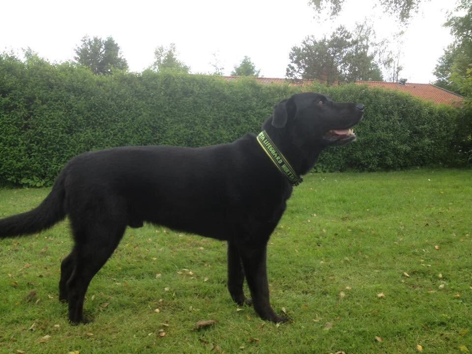 Blanding af racer Boss - Sommer 2015 billede 24