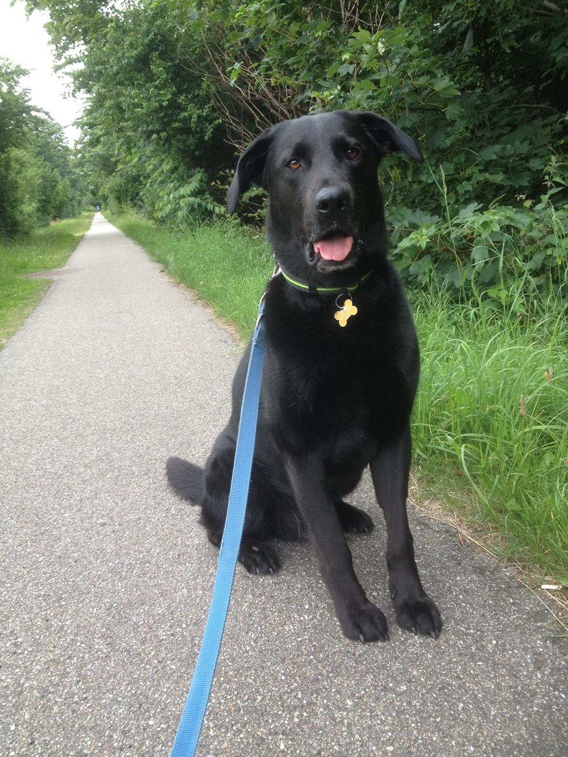 Blanding af racer Boss billede 25