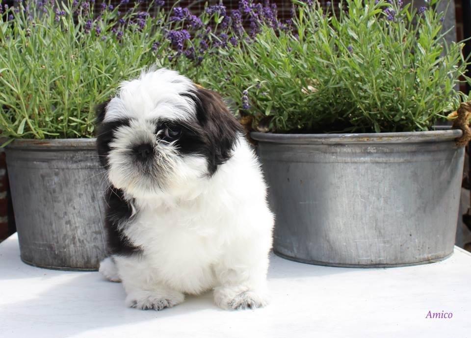 Shih tzu Vero Amico (Amico billede 3