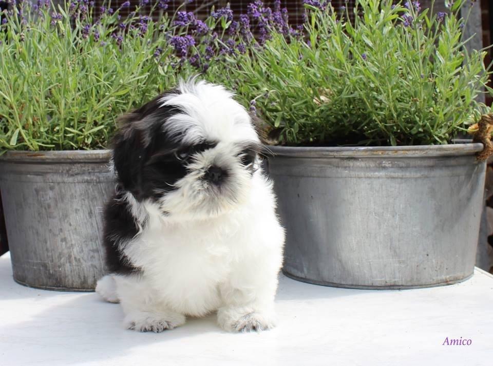 Shih tzu Vero Amico (Amico billede 4