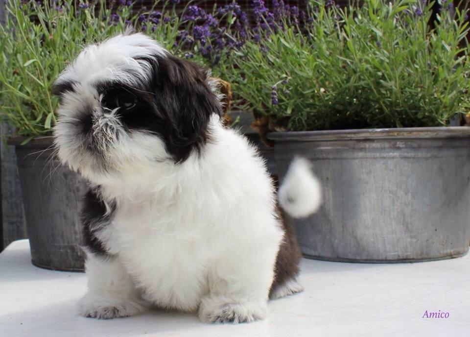 Shih tzu Vero Amico (Amico billede 6