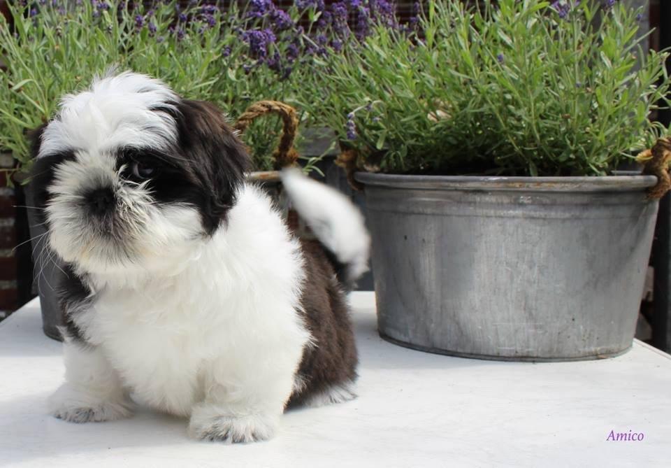 Shih tzu Vero Amico (Amico billede 5