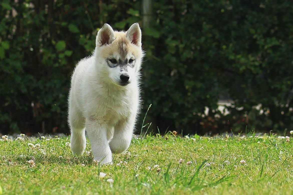 Siberian husky Lufkaz (Mesmocan 7 Cities of Gold) RIP billede 14