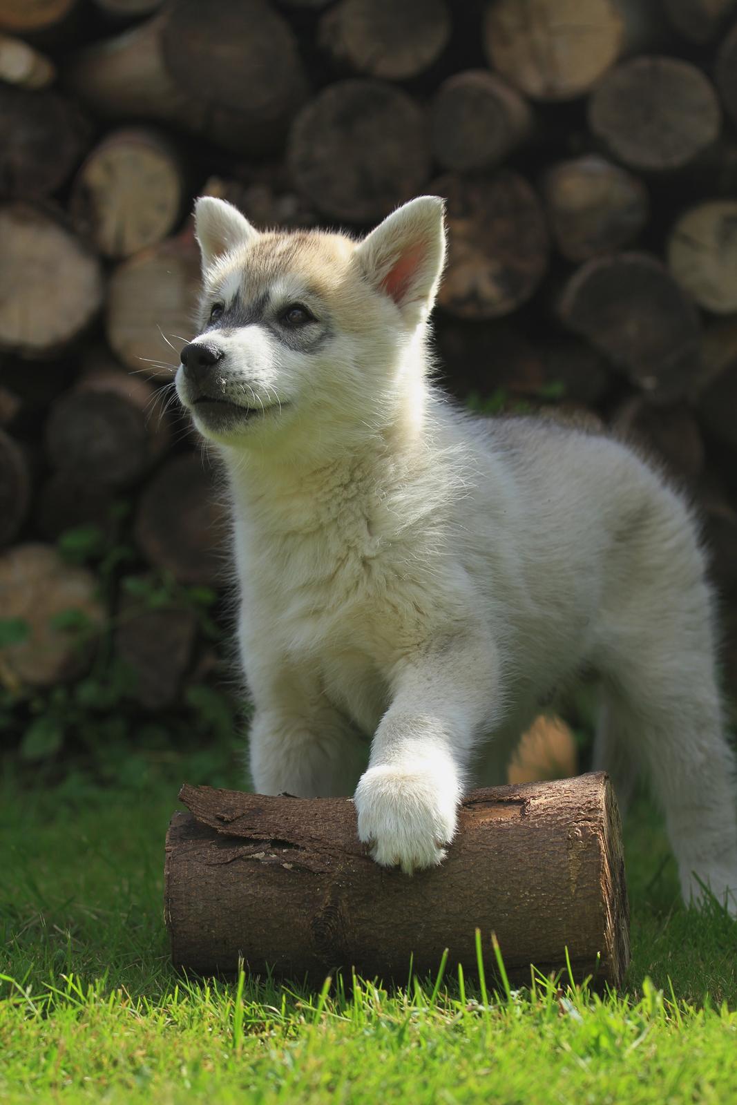 Siberian husky Lufkaz (Mesmocan 7 Cities of Gold) RIP billede 16