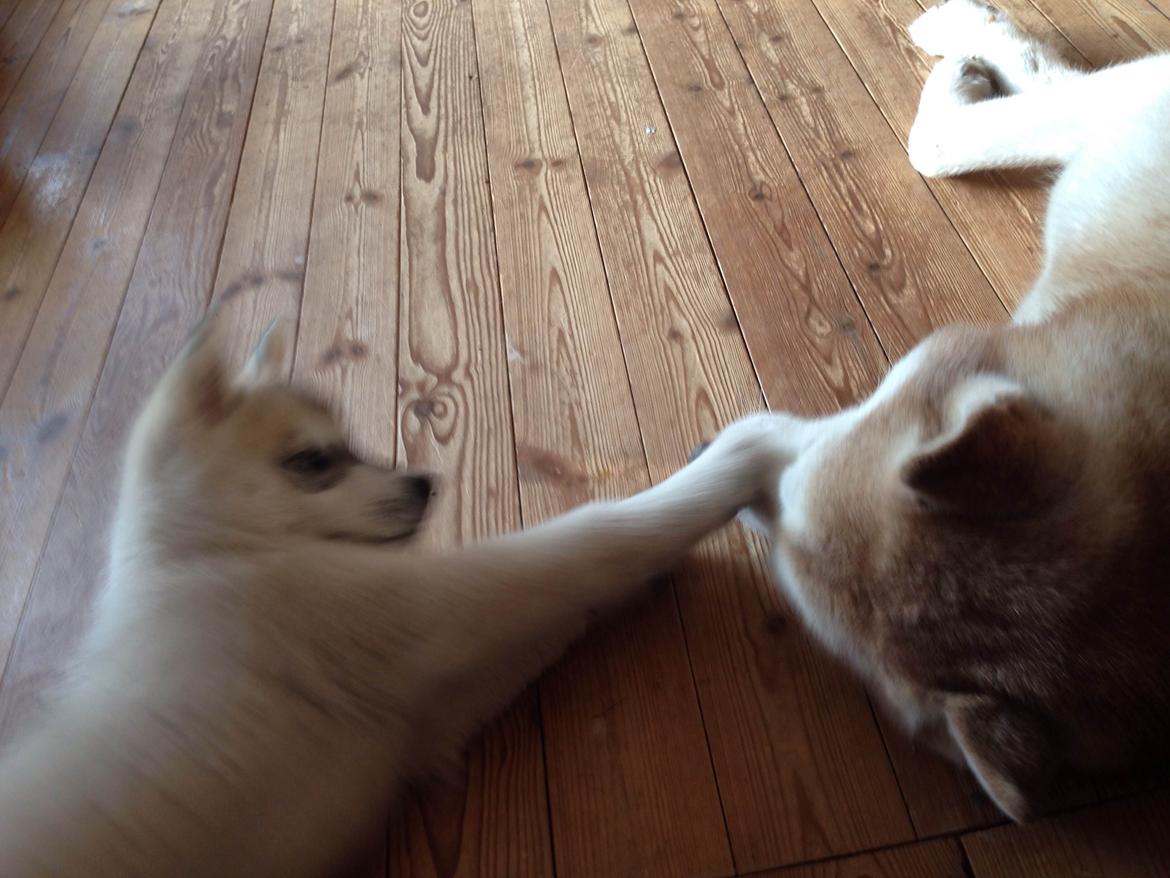 Siberian husky Lufkaz (Mesmocan 7 Cities of Gold) RIP - Zeven er meget meget glad for "storebror" billede 17