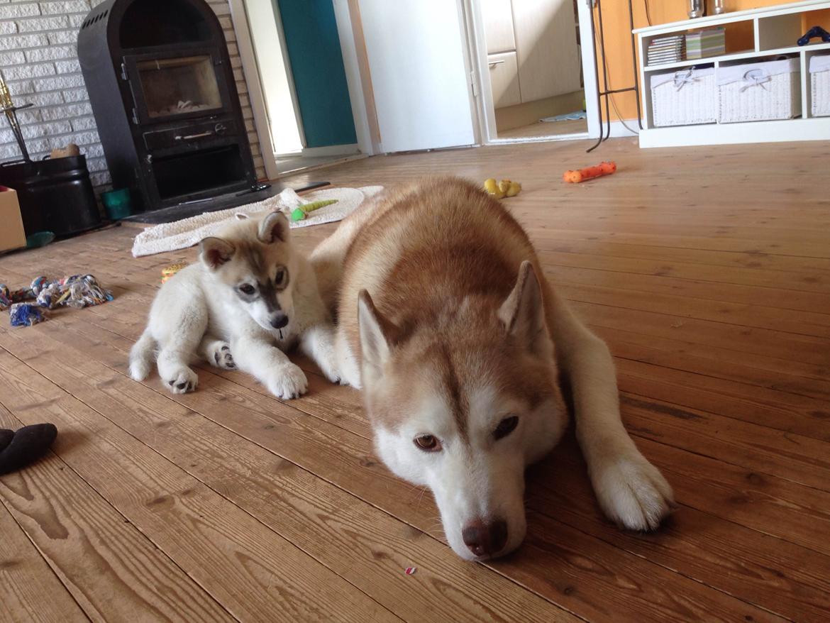 Siberian husky Lufkaz (Mesmocan 7 Cities of Gold) RIP - Zeven er meget meget glad for "storebror" billede 18