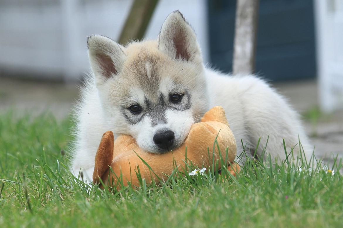 Siberian husky Lufkaz (Mesmocan 7 Cities of Gold) RIP billede 19