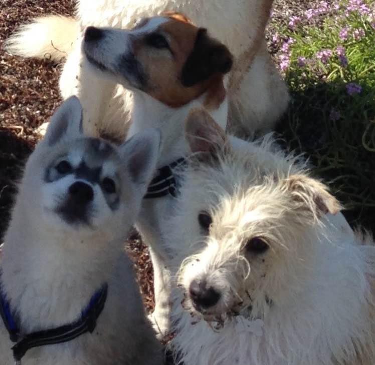 Siberian husky Lufkaz (Mesmocan 7 Cities of Gold) RIP - Sammen med to af de nye venner billede 22