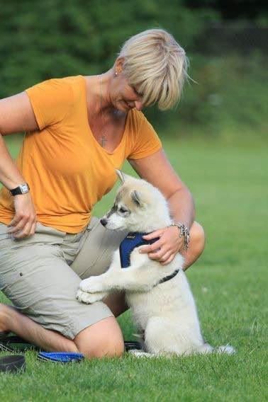 Siberian husky Lufkaz (Mesmocan 7 Cities of Gold) RIP - Til træning for første gang billede 23