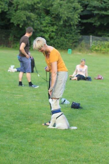 Siberian husky Lufkaz (Mesmocan 7 Cities of Gold) RIP - Til træning for første gang billede 20